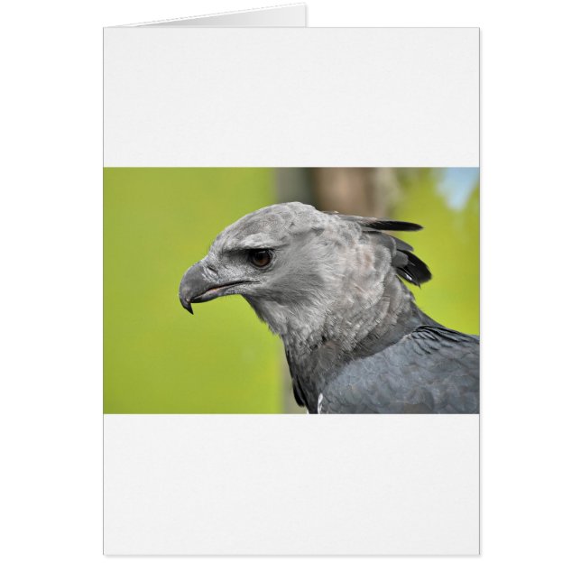 Harpy Eagle 2.JPG (Front)