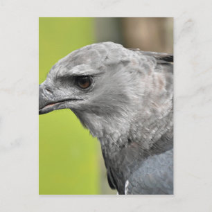 Harpy Eagle 2.JPG Postcard