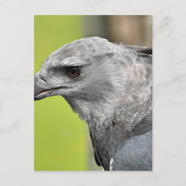 Harpy Eagle 2.JPG Postcard (Front)