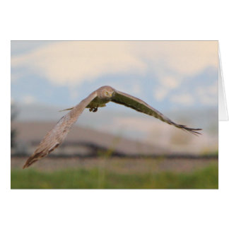 Harrier du nord