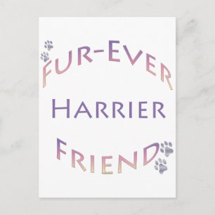 Harrier Furever Postcard