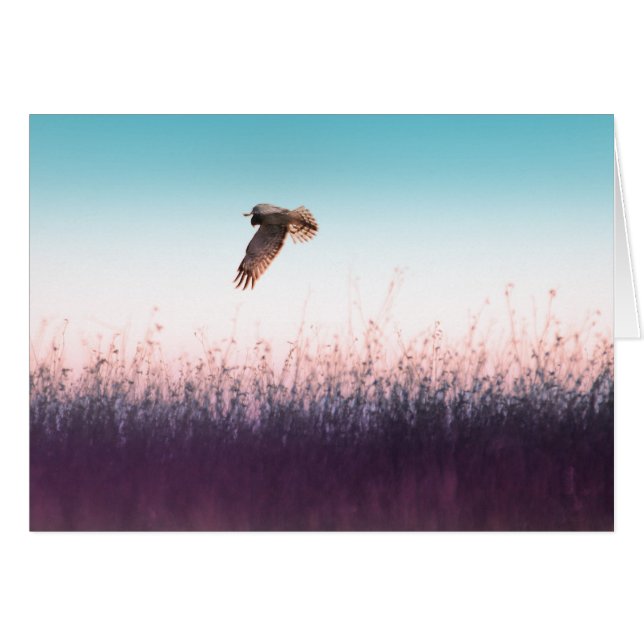 Harrier Hawk (Devant horizontal)