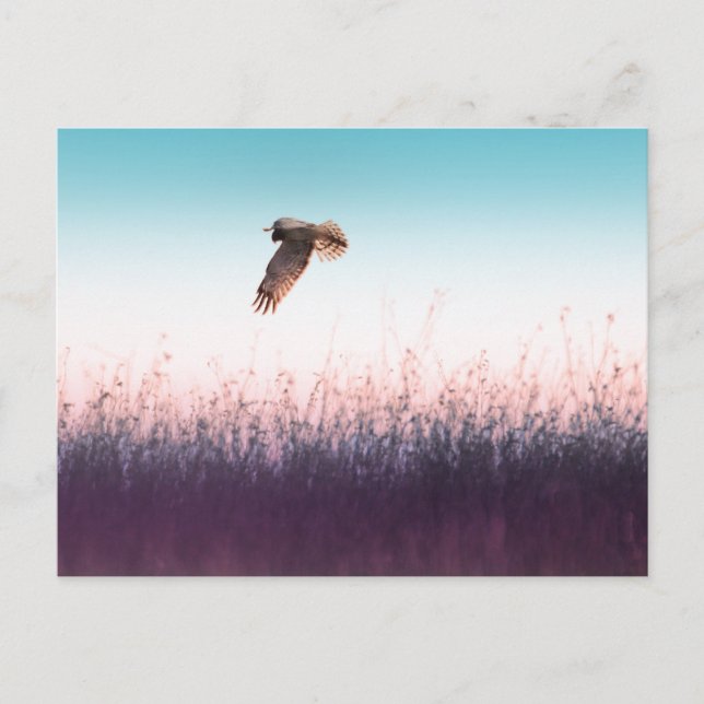 Harrier Hawk Postcard (Front)