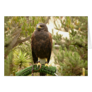 Harris Hawk