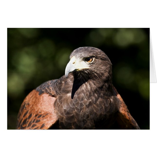 Harris Hawk (Front Horizontal)