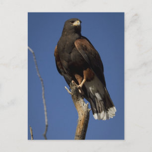Harris Hawk 1 Postcard