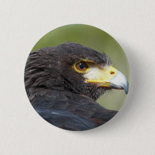 Harris Hawk 2 Inch Round Button