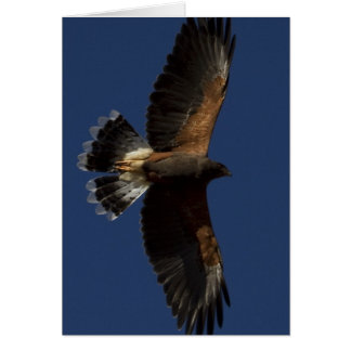 Harris Hawk 5