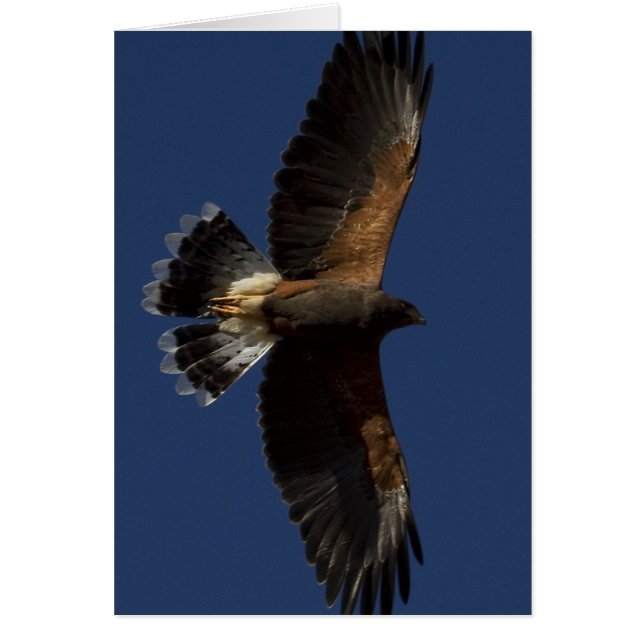 Harris Hawk 5 (Front)