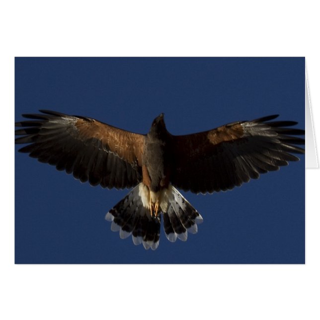 Harris Hawk 7 (Front Horizontal)