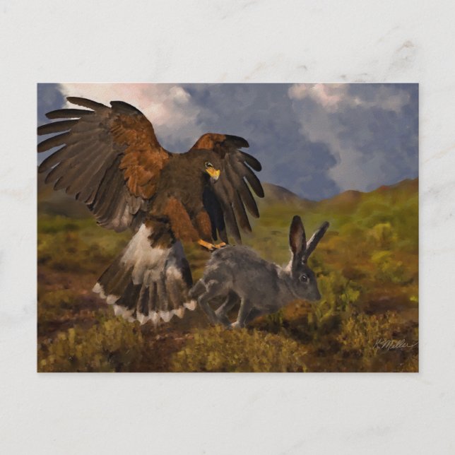 Harris Hawk and Jackrabbit - acrylic Postcard (Front)