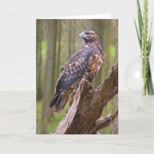 harris hawk card