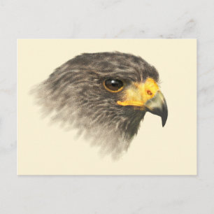 Harris Hawk - Carte postale moyenne mixte