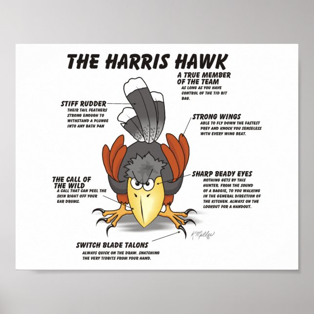Harris Hawk Cartoon Poster (Front)