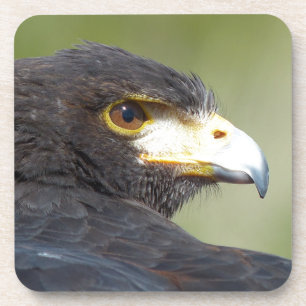 Harris Hawk Coaster