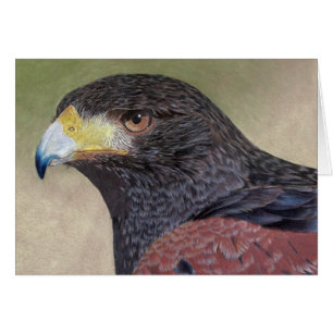 Harris Hawk coloured pencils