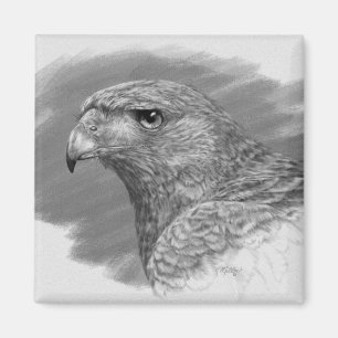Harris Hawk Drawing Magnet