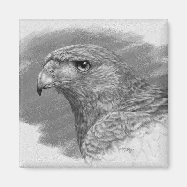 Harris Hawk Drawing Magnet (Front)