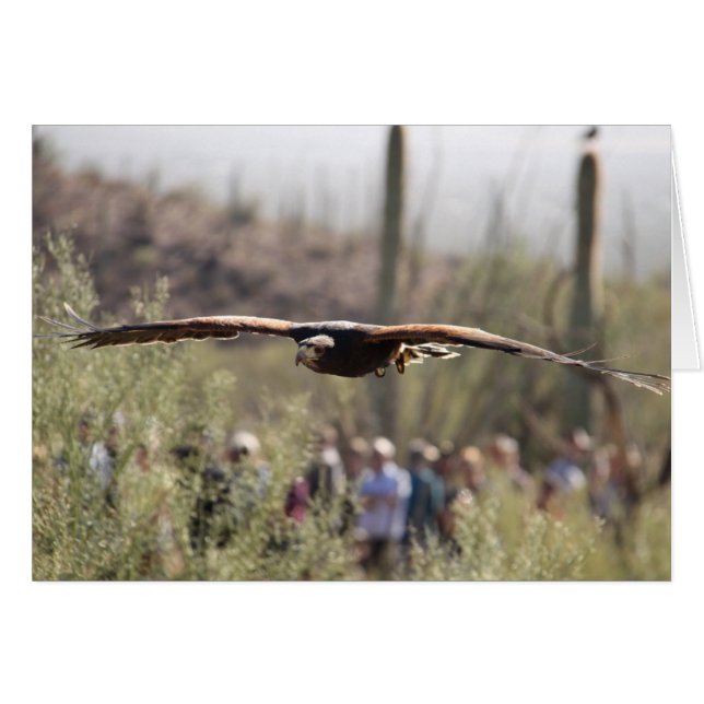 Harris Hawk in Flight (Front Horizontal)