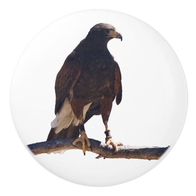 Harris' Hawk knob (Front)
