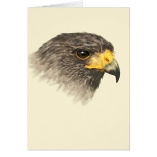 Harris Hawk - Mixed Medium