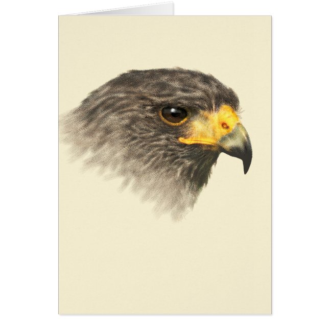Harris Hawk - Mixed Medium (Front)