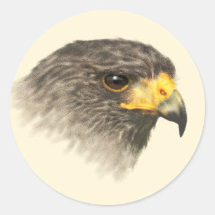 Harris Hawk - Mixed Medium Classic Round Sticker
