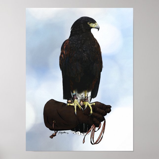 Harris Hawk on Glove Poster (Front)
