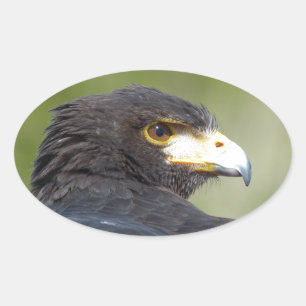 Harris Hawk Oval Sticker
