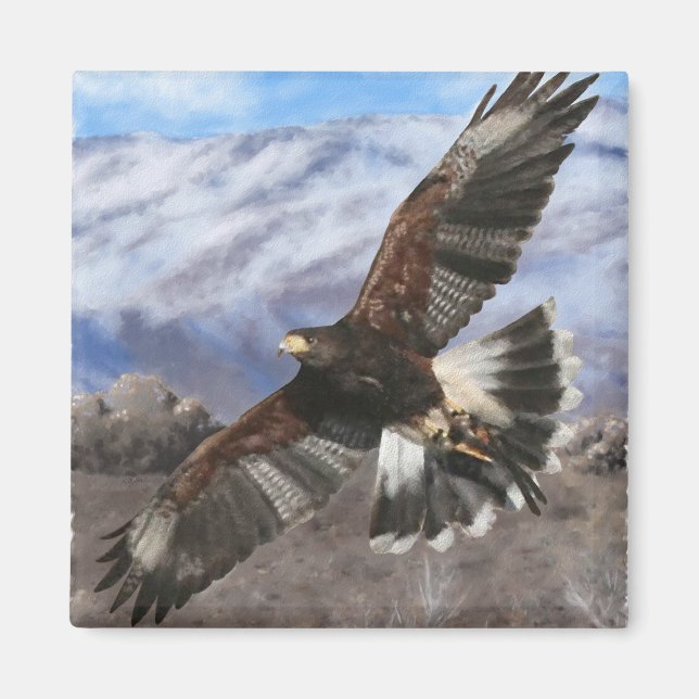 Harris Hawk- pastel Magnet (Front)