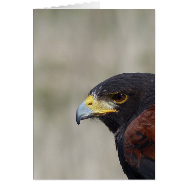 Harris Hawk Portrait (Front)
