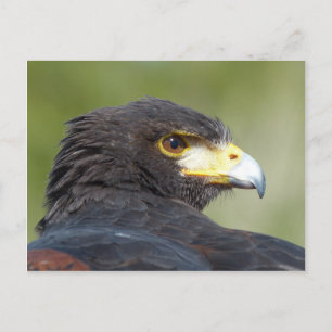 Harris Hawk Postcard