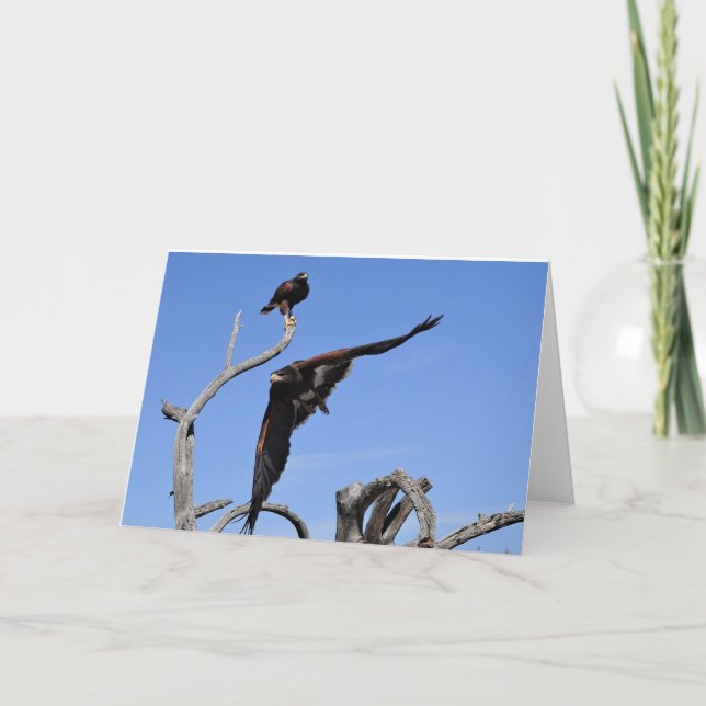 Harris Hawks perched and in flight Thank You Card (Front)