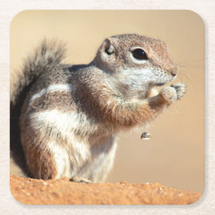 Harris's antelope squirrel (Ammospermophilus) Square Paper Coaster
