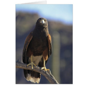Harris's Hawk 3