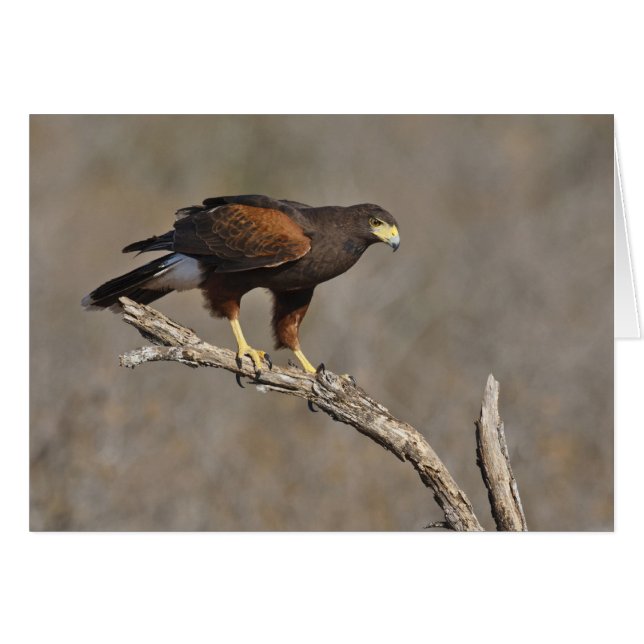 Harris's Hawk perched raptor (Front Horizontal)