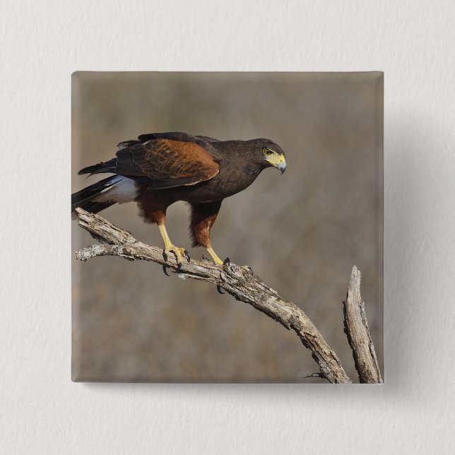 Harris's Hawk perched raptor 2 Inch Square Button (Front)