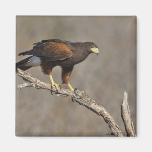 Harris's Hawk perched raptor Magnet