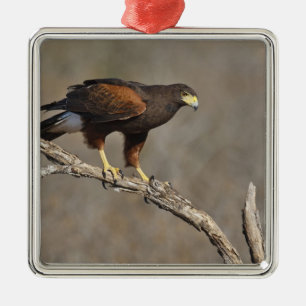 Harris's Hawk perched raptor Metal Ornament