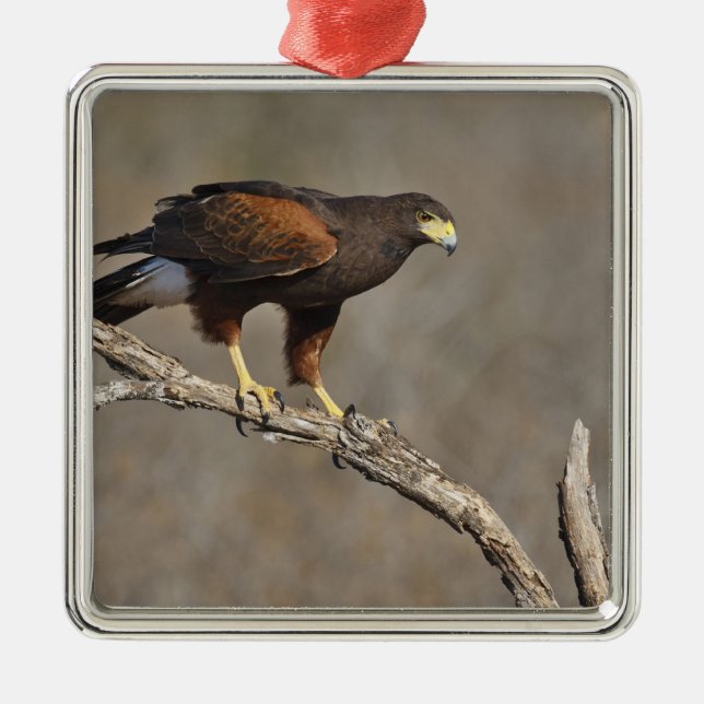 Harris's Hawk perched raptor Metal Ornament (Front)