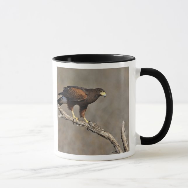 Harris's Hawk perched raptor Mug (Right)