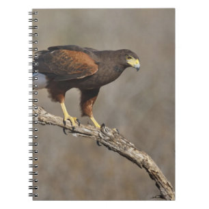 Harris's Hawk perched raptor Notebook