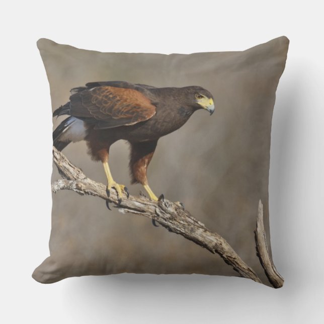 Harris's Hawk perched raptor Throw Pillow (Front)