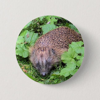 Harry Hedgehog 2 Inch Round Button