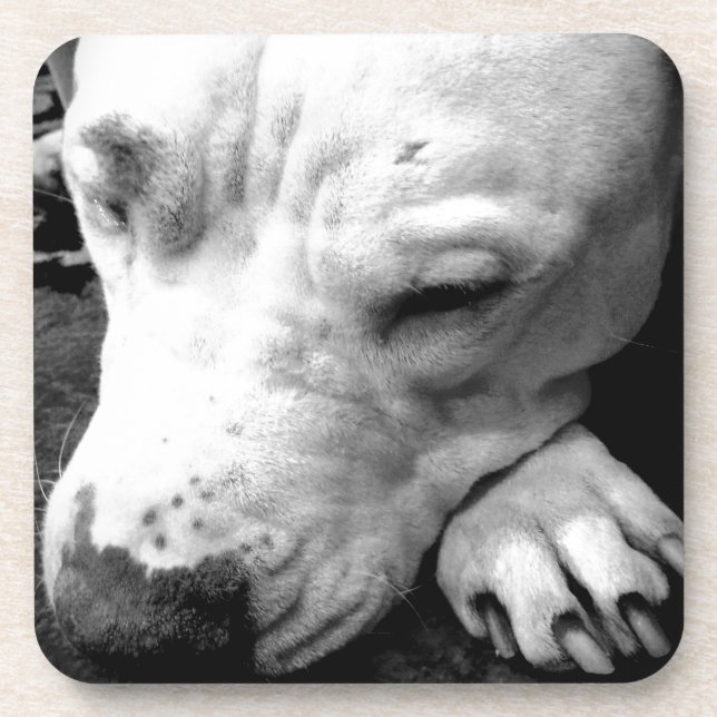 harry potter scar dog white pit bull coaster (Front)