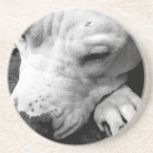 harry potter scar dog white pit bull coaster