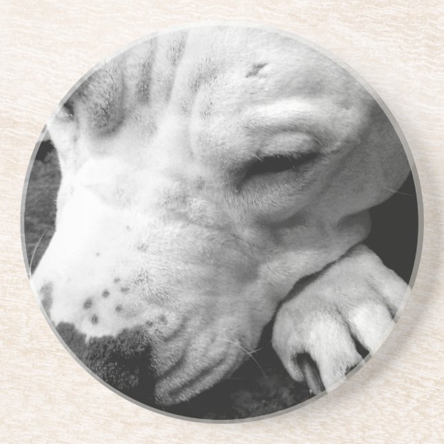 harry potter scar dog white pit bull coaster (Front)