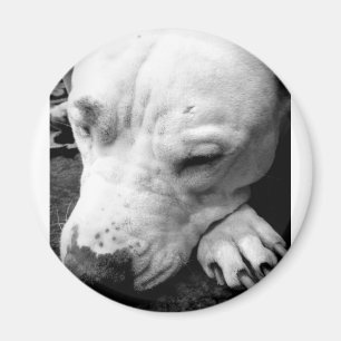 harry potter scar dog white pit bull magnet