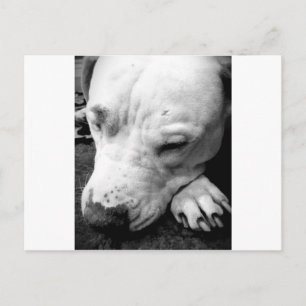 harry potter scar dog white pit bull postcard