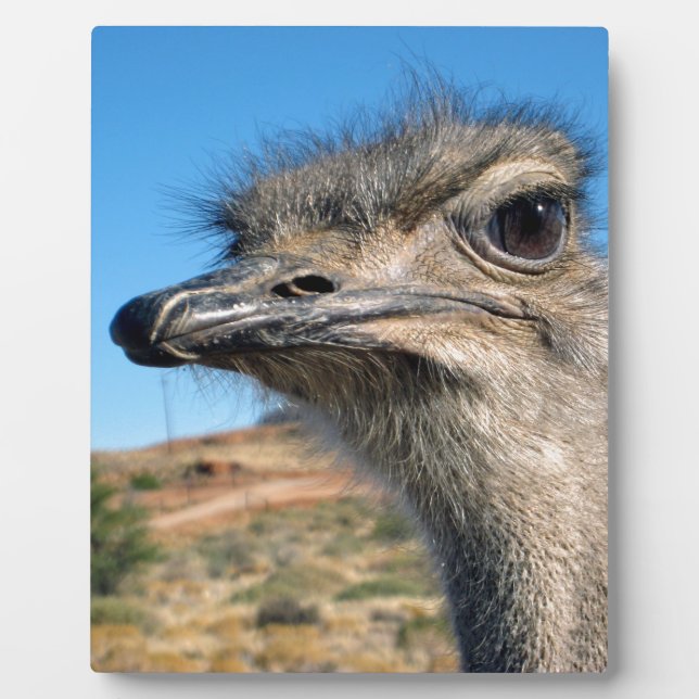 Harry the Happy Ostrich Plaque (Front)